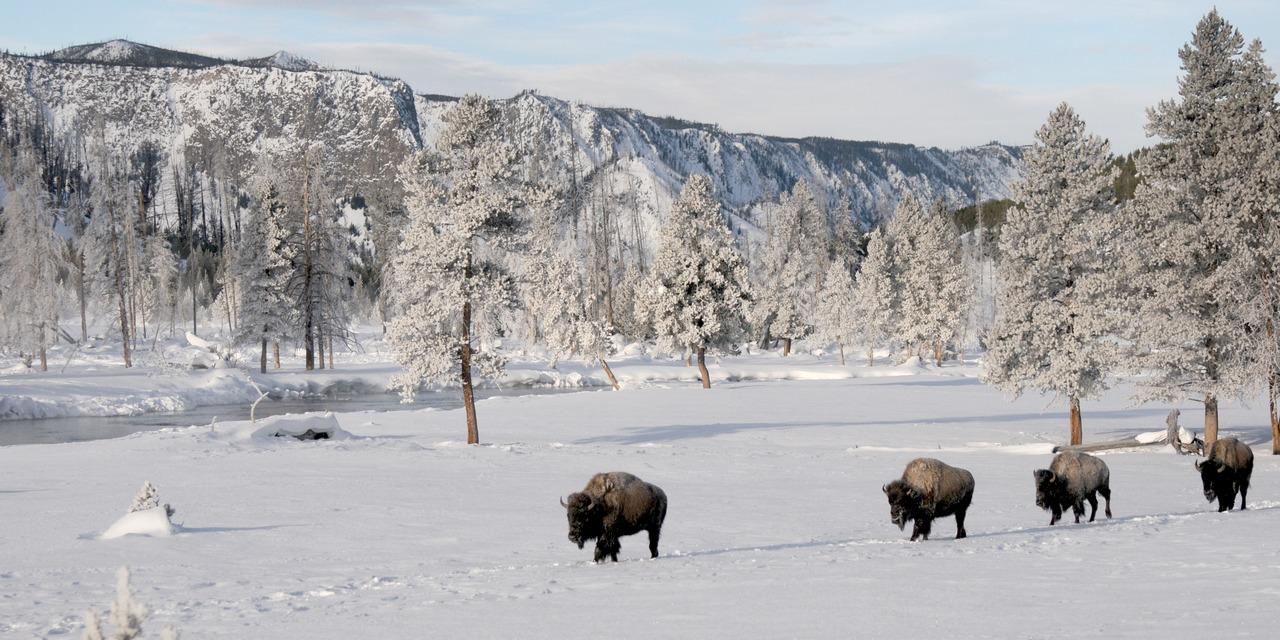 Bison in Yellowstone - Winter